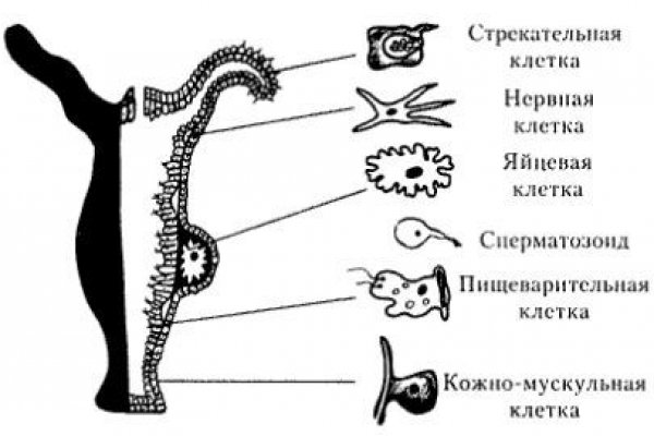 Кракен даркнет ссылка на сайт